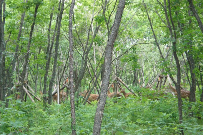[转载]劝化养殖户转行&nbsp;<wbr>&nbsp;<wbr>57只梅花鹿急待解救